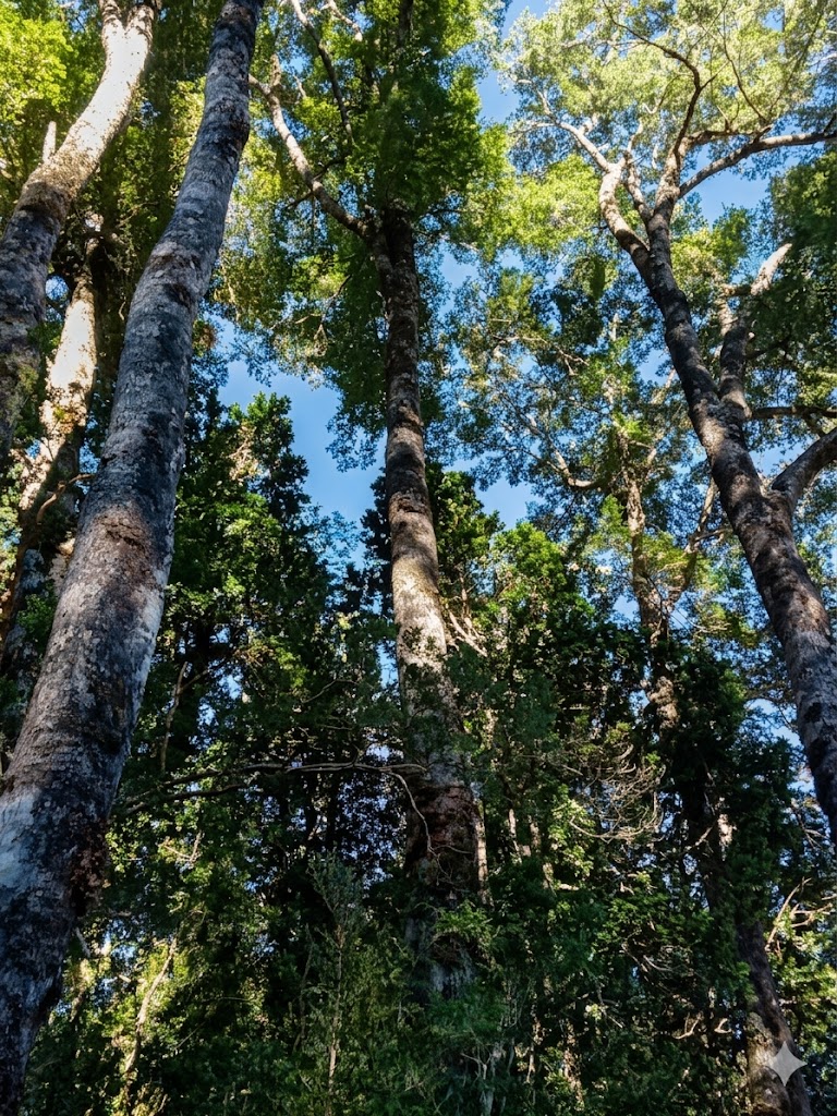 Bosque Nativo